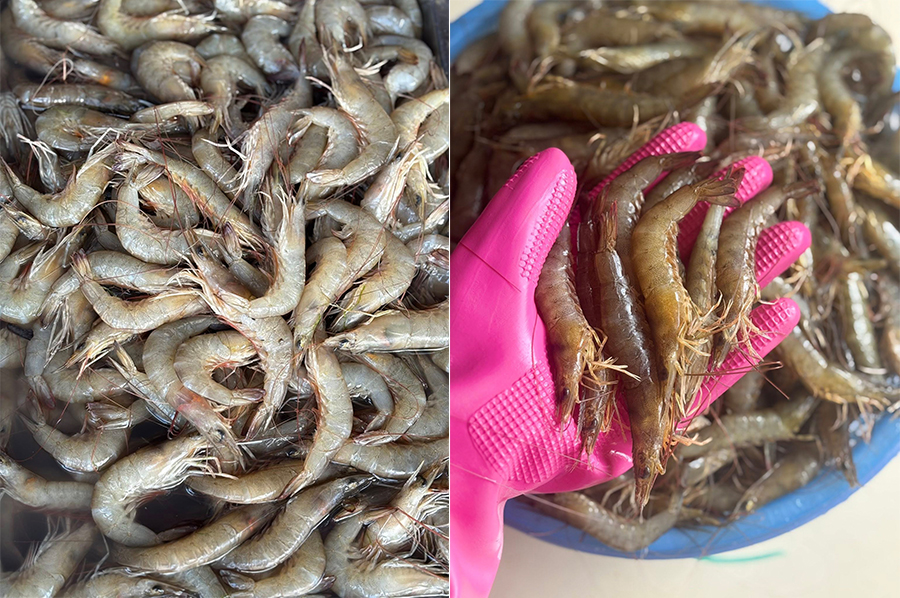 Rửa tôm sạch sẽ để ráo nước